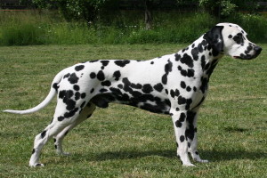 Dalmatian_Dog_02