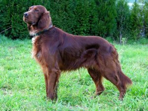 Irish-Setter