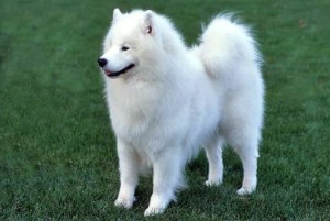 Samoyed