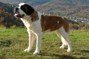 St-Bernard-dogs-02