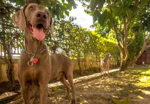 Phuket Dog Inn Pets Inn Pets hotel โรงแรมสุนัข โรงแรมแมว โรงแรมสัตว์เลี้ยง