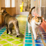 Phuket Dog Inn Cat Inn Pets Inn Pets hotel โรงแรมสุนัข โรงแรมแมว โรงแรมสัตว์เลี้ยง