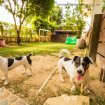 Phuket Dog Inn Pets Inn Pets hotel โรงแรมสุนัข โรงแรมแมว โรงแรมสัตว์เลี้ยง