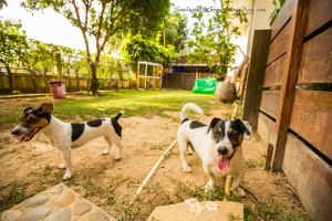 Phuket Dog Inn Pets Inn Pets hotel โรงแรมสุนัข โรงแรมแมว โรงแรมสัตว์เลี้ยง