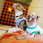 Phuket Dog Inn Pets Inn Pets hotel โรงแรมสุนัข โรงแรมแมว โรงแรมสัตว์เลี้ยง