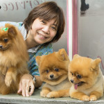 Grooming dogs Pets salon